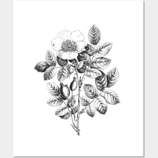 Wild Rose Flower Black & White Illustration Posters and Art